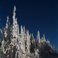Снежный лес :: OMELCHAK DMITRY 