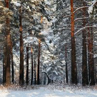 Зима в лесу. :: Ирина Михалева