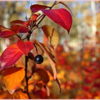 Осенние листья :: Иван Клещин