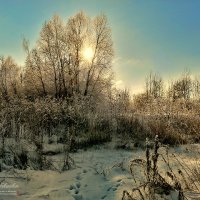 Зимний, солнечный денёк... :: Андрей Шейко