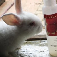 любопытный кролик :: мария трофимова
