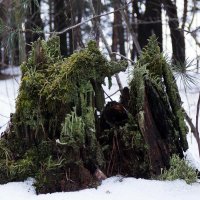 лесной замок. :: Василий Платонов