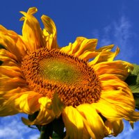 солнечные цветы-7 :: Богдан Вовк