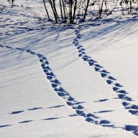 Следы :: Гена Белоногов 