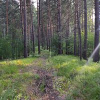 сибирский лес :: Angela Sekerina
