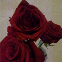розы :: екатерина 