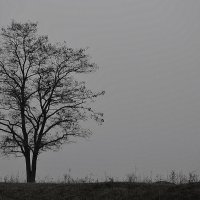 Одинокое дерево :: NiGhtWiShka 