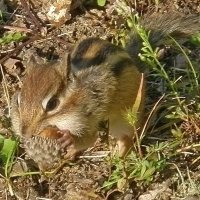 Заготовка на зиму-началась :: Николай Сапегин