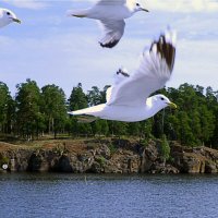 чайки над Ладогой :: Сергей 