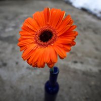 Gerbera :: Zinovi Seniak