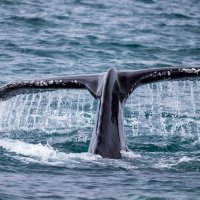 Хвост горбатого кита. Исландия. :: Вячеслав Ковригин