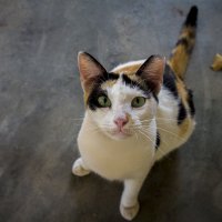 Малайзийский кот :: Игнат Веселов