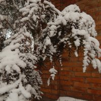 туя в снегу :: Дарья Неживая