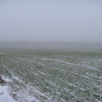 Снег на свежей траве :: Владимир 