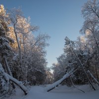 Зима в разгаре. :: Анатолий Бахтин
