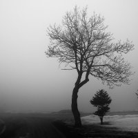 Внезапный туман... :: Алексей Плахотин