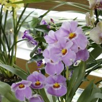 Оранжерея орхидей (3) :: Николай Ефремов