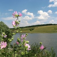 ЛЕТНИЕ ЗАРИСОВКИ.... :: Надежда Млат 