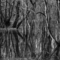 Лесные нервы :: Valery Penkin