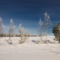 Февральские кружева... :: Владимир Комышев