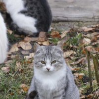 Кошки :: Андрей Студеникин