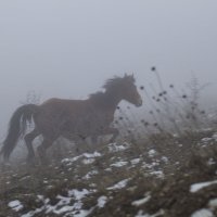 лошадь в тумане :: Роман 