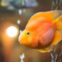 Goldfish :: Алексей Солодков