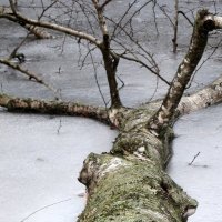 Упавшее дерево :: anna borisova 