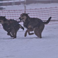 Международные соревнований по зимним видам ездового спорта &quot;Завiруха 2014&quot;. :: Nonna 