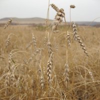 Пшеничные колоски :: Елена Лапина