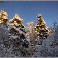 Зимний лес :: Алексей Бажан