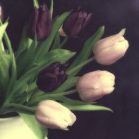 Тюльпаны :: Olga Verenich
