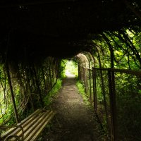Туннель в ботаническом саду... :: Леонид Сидоренко