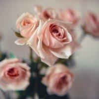 Roses :: Lucy Gordeeva