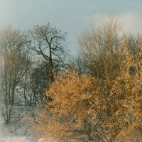 Осенняя зима... :: Дарья Михальчик