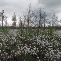 Болото весной *** Spring in the swamp :: Александр Борисов
