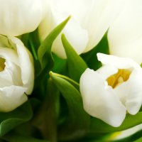 Белые тюльпаны :: Екатерина Чурина