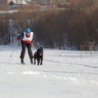 ски-джоринг :: Екатерина Тележенко