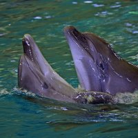 Любовь по дельфиньи. :: Виталий Ярко