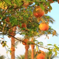 Апельсиновое дерево :: Ирина 