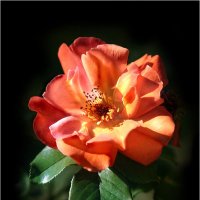 Как сладко пахнут розы... :: Алла Allasa