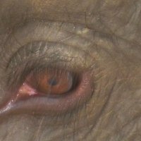 глаз дикого слона :: Елена Байдакова