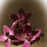 Цветы орхидеи :: Светлана Фомина