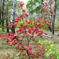 Листочки или ягодки? :: Мария Богуславская