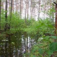 лесной прудик :: пётр терентьев