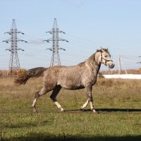 *** :: Валентина Денискина