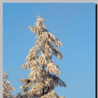 Зимние деревья :: Анатолий Вафин