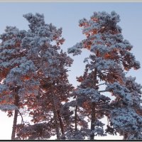 Зимние деревья на восходе :: Анатолий Вафин