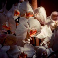 Орхидея :: Ангелина Хасанова