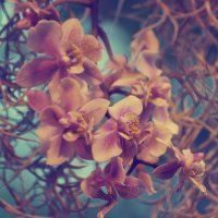 Орхидеи :: Алена Щитова